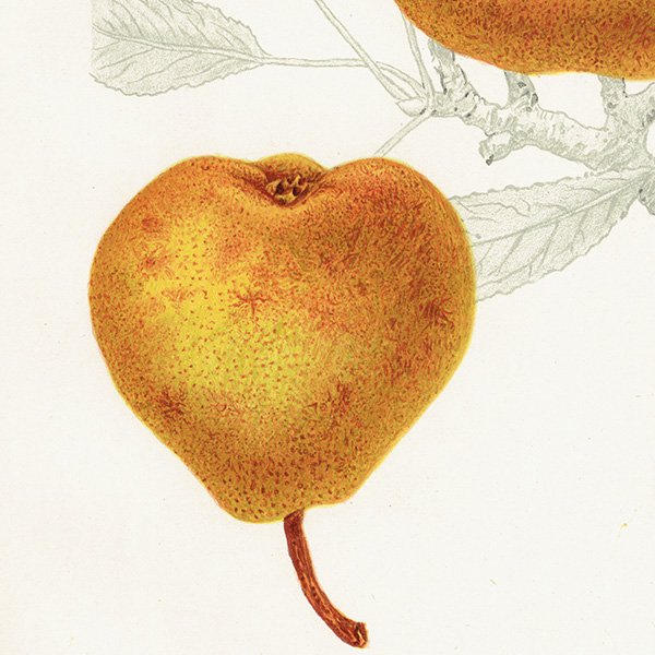 スウェーデン 洋梨のアンティーク ボタニカルアート（ナシ）果実学 植物画 0479