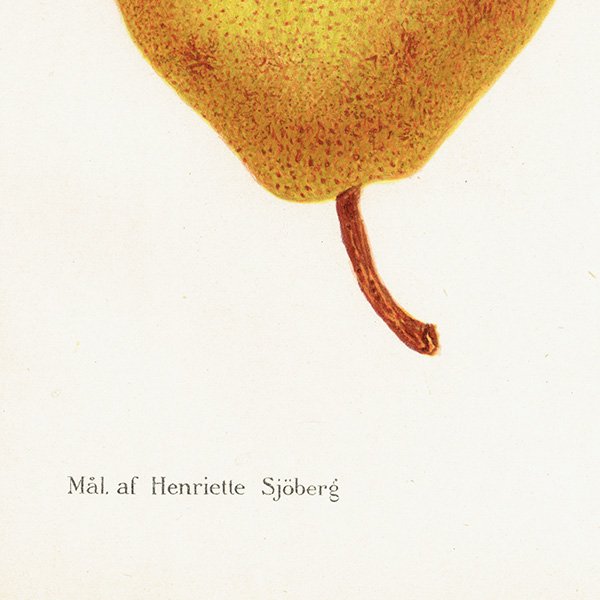 スウェーデン 洋梨のアンティーク ボタニカルアート（ナシ）果実学 植物画 0479