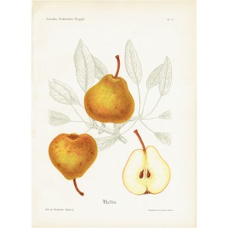 スウェーデン 洋梨のアンティークボタニカルプリント（ナシ）果実学 植物画 0479