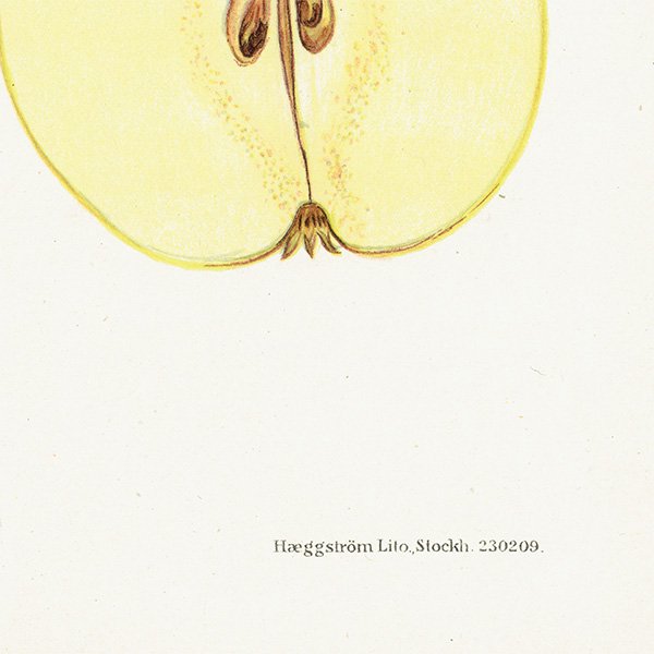 スウェーデン 洋梨のアンティーク ボタニカルアート（ナシ）果実学 植物画 0480