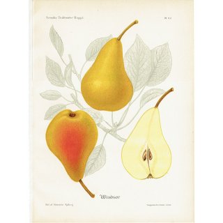 スウェーデン 洋梨のアンティーク ボタニカルアート（ナシ）果実学 植物画 0480