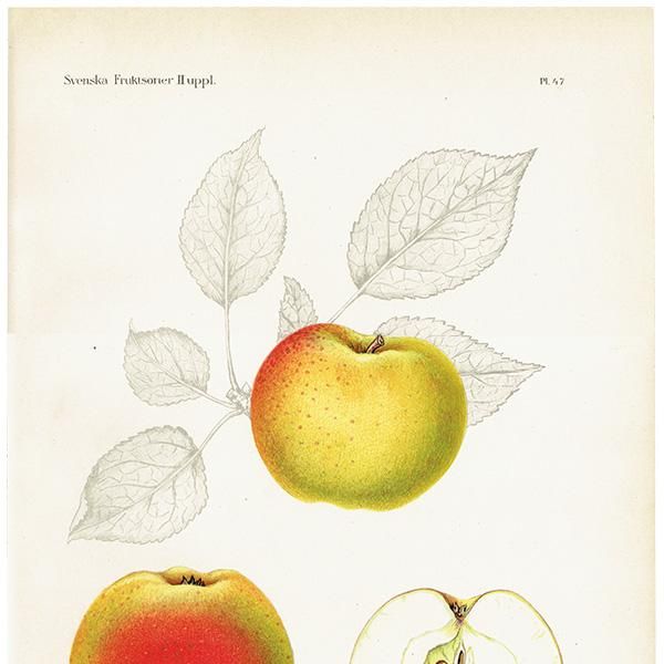 スウェーデン リンゴのアンティーク ボタニカルアート（林檎