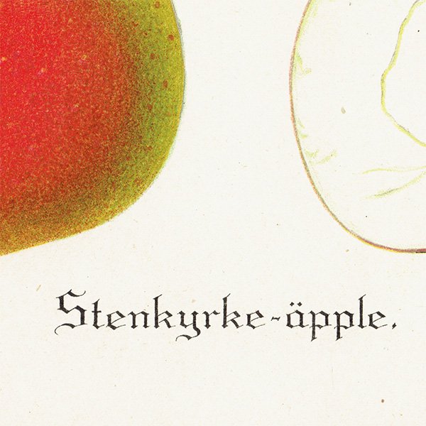 スウェーデン リンゴのアンティーク ボタニカルアート（林檎） 果実学 植物画 0481