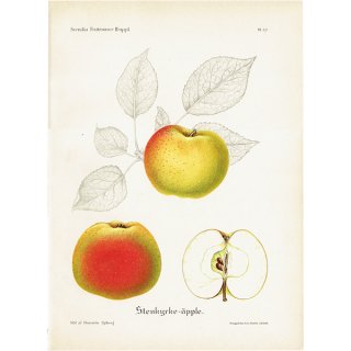 スウェーデン リンゴのアンティーク ボタニカルアート（林檎） 果実学 植物画 0481