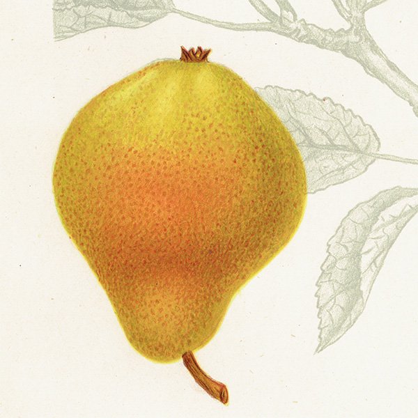 スウェーデン 洋梨のアンティーク ボタニカルアート（ナシ）果実学 植物画 0483