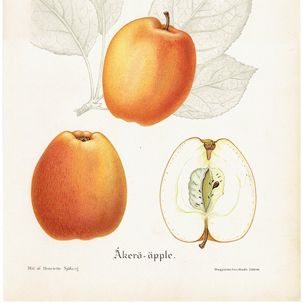 スウェーデン リンゴのアンティーク ボタニカルアート（林檎） 果実学 植物画 0484