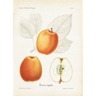 スウェーデン リンゴのアンティークボタニカルプリント（アップル） 果実学 植物画 0484