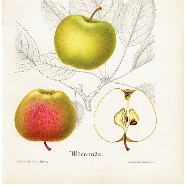 スウェーデン リンゴのアンティーク ボタニカルアート（アップル） 果実学 植物画 0485