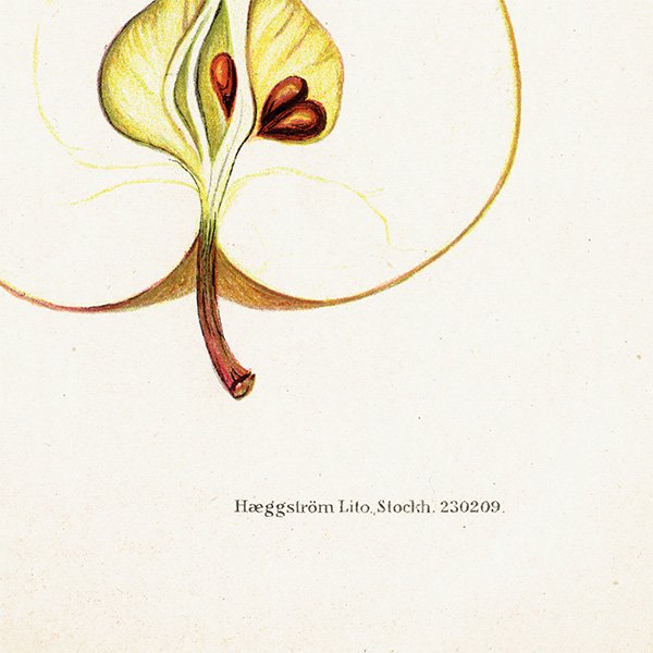 スウェーデン リンゴのアンティーク ボタニカルアート（アップル） 果実学 植物画 0485