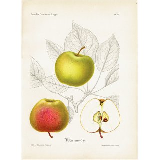 スウェーデン リンゴのアンティークボタニカルプリント（アップル） 果実学 植物画 0485