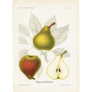 スウェーデン 洋梨のアンティークボタニカルプリント（ナシ）果実学 植物画 0486