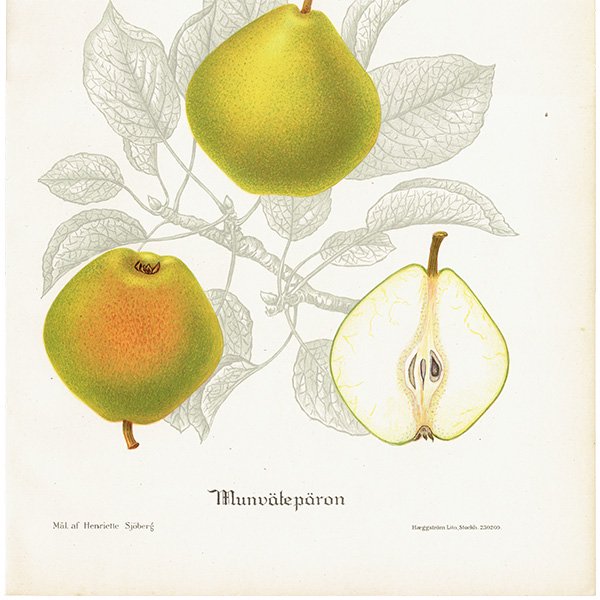 スウェーデン 洋梨のアンティーク ボタニカルアート（ナシ）果実学 植物画 0487
