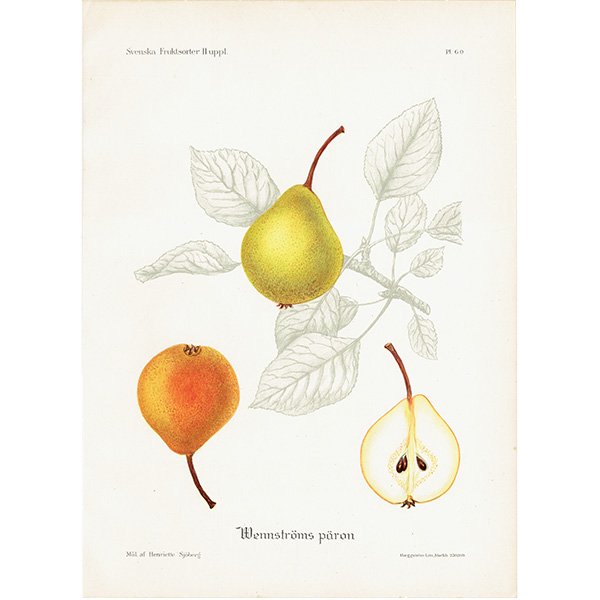 スウェーデン 洋梨のアンティーク ボタニカルアート（ナシ）果実学 植物画 0488