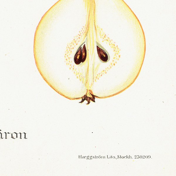 スウェーデン 洋梨のアンティーク ボタニカルアート（ナシ）果実学 植物画 0488