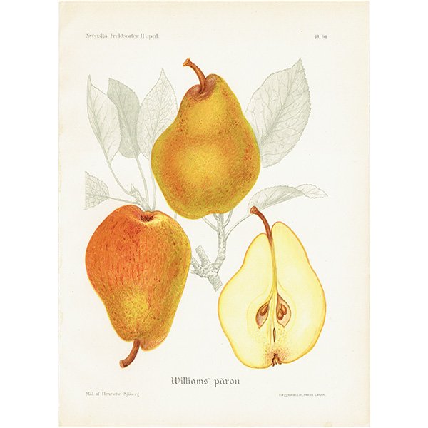スウェーデン 洋梨のアンティーク ボタニカルアート（ナシ）果実学 植物画 0489