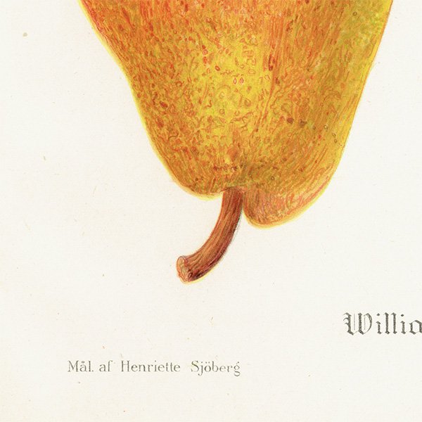 スウェーデン 洋梨のアンティーク ボタニカルアート（ナシ）果実学 植物画 0489