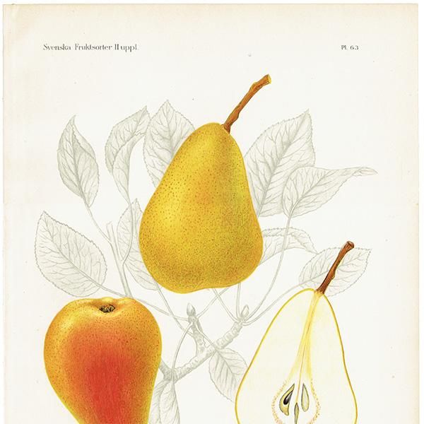 スウェーデン 洋梨のアンティーク ボタニカルアート（ナシ）果実