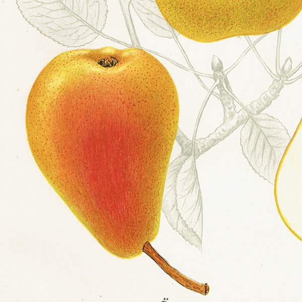 スウェーデン 洋梨のアンティーク ボタニカルアート（ナシ）果実学 植物画 0490