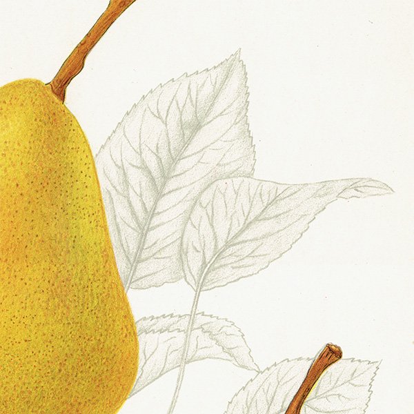 スウェーデン 洋梨のアンティーク ボタニカルアート（ナシ）果実学 植物画 0490