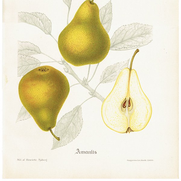 スウェーデン 洋梨のアンティーク ボタニカルアート（ナシ）果実学 植物画 0491