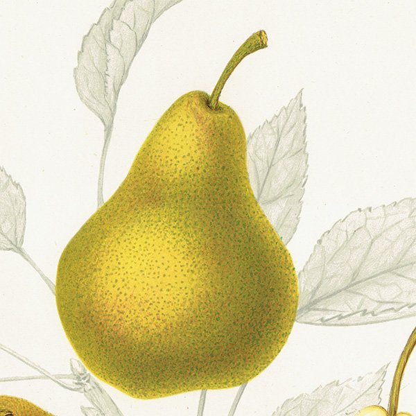 スウェーデン 洋梨のアンティーク ボタニカルアート（ナシ）果実学 植物画 0491