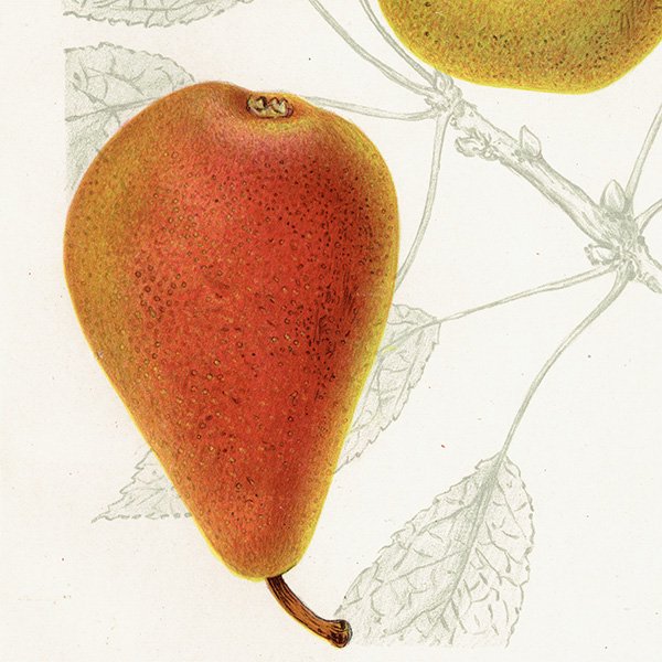 スウェーデン 洋梨のアンティーク ボタニカルアート（ナシ）果実学 植物画 0492