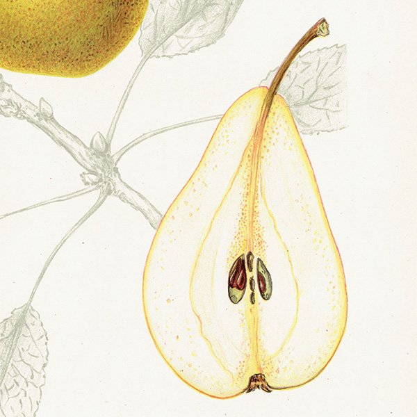 スウェーデン 洋梨のアンティーク ボタニカルアート（ナシ）果実学 植物画 0492