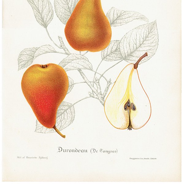 スウェーデン 洋梨のアンティーク ボタニカルアート（ナシ）果実学 植物画 0493