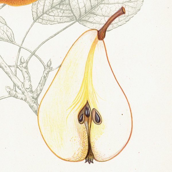 スウェーデン 洋梨のアンティーク ボタニカルアート（ナシ）果実学 植物画 0493