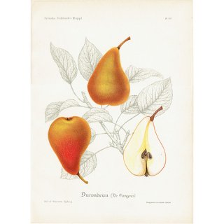スウェーデン 洋梨のアンティークボタニカルプリント（ナシ）果実学 植物画 0493