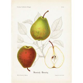 スウェーデン 洋梨のアンティークボタニカルプリント（ナシ）果実学 植物画 0495