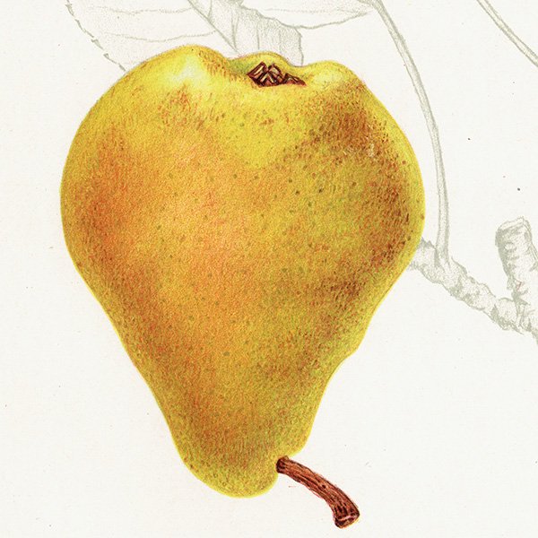 スウェーデン 洋梨のアンティーク ボタニカルアート（ナシ）果実学 植物画 0496