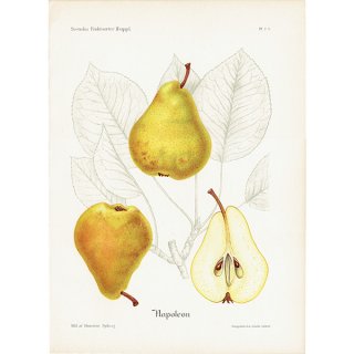 スウェーデン 洋梨のアンティークボタニカルプリント（ナシ）果実学 植物画 0496