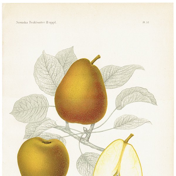 スウェーデン 洋梨のアンティーク ボタニカルアート（ナシ）果実学 植物画 0497