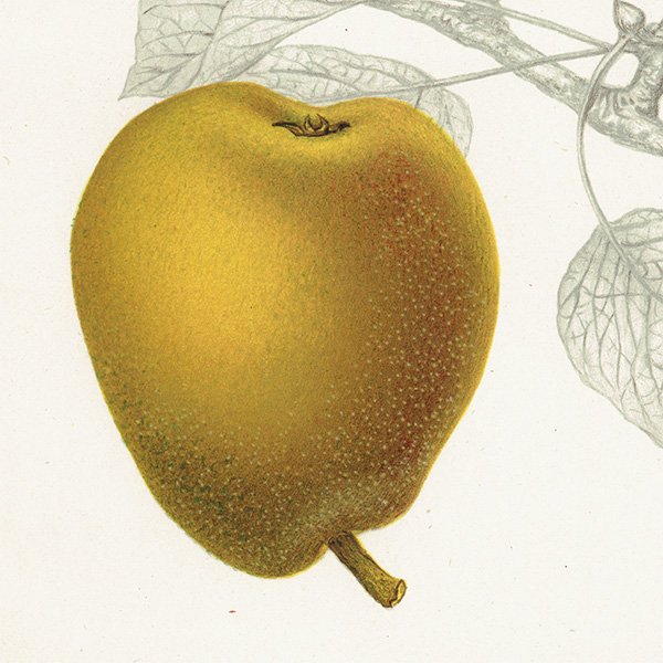 スウェーデン 洋梨のアンティーク ボタニカルアート（ナシ）果実学 植物画 0497