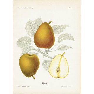 スウェーデン 洋梨のアンティークボタニカルプリント（ナシ）果実学 植物画 0497