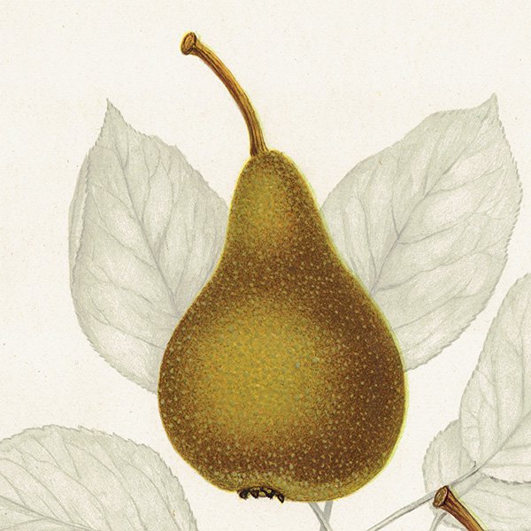 スウェーデン 洋梨のアンティーク ボタニカルアート（ナシ）果実学 植物画 0498
