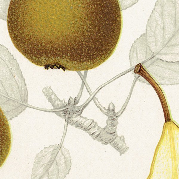 スウェーデン 洋梨のアンティーク ボタニカルアート（ナシ）果実学 植物画 0498