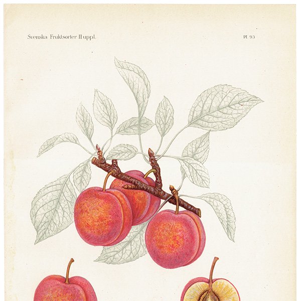 スウェーデン プラムのアンティークボタニカルプリント（Plum）果実学 植物画 0499