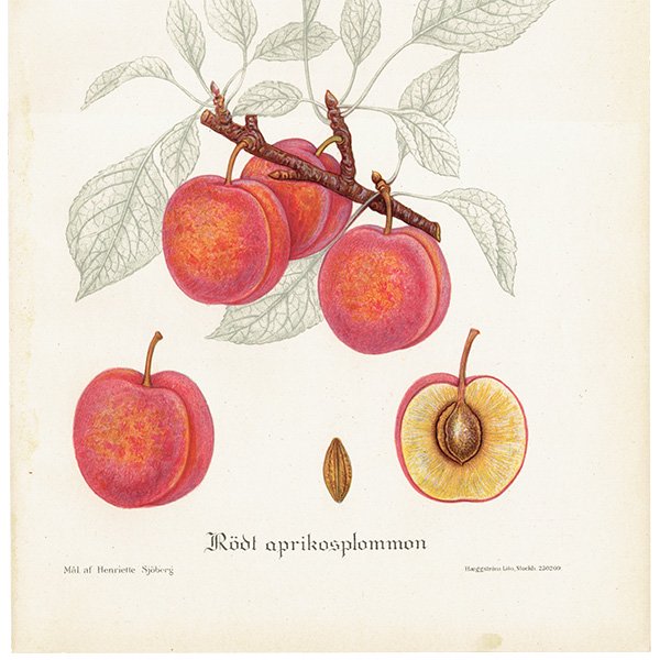スウェーデン プラムのアンティークボタニカルプリント（Plum）果実学 植物画 0499