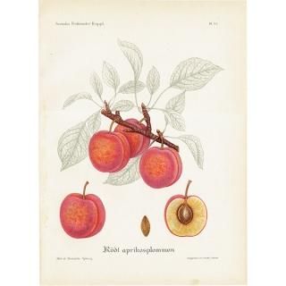 ǥ ץΥƥܥ˥ץȡPlum˲̼³ ʪ 0499