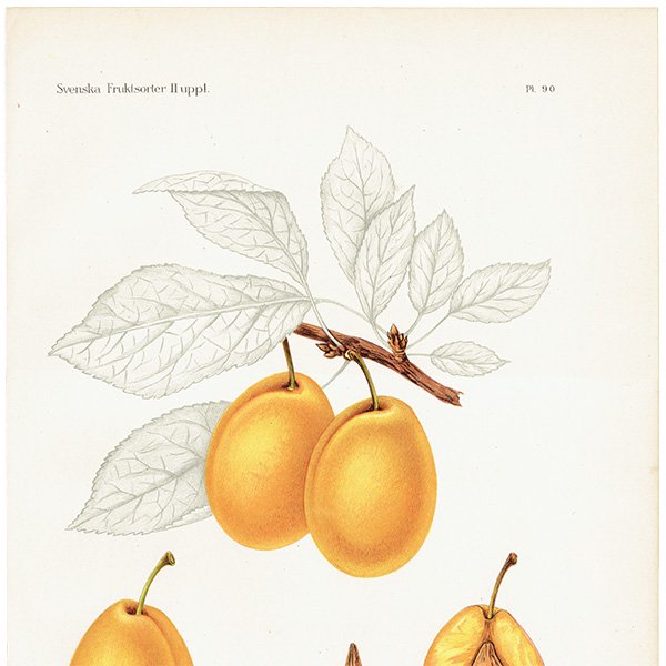 スウェーデン プラムのアンティーク ボタニカルアート（Plum）果実学 植物画 0500