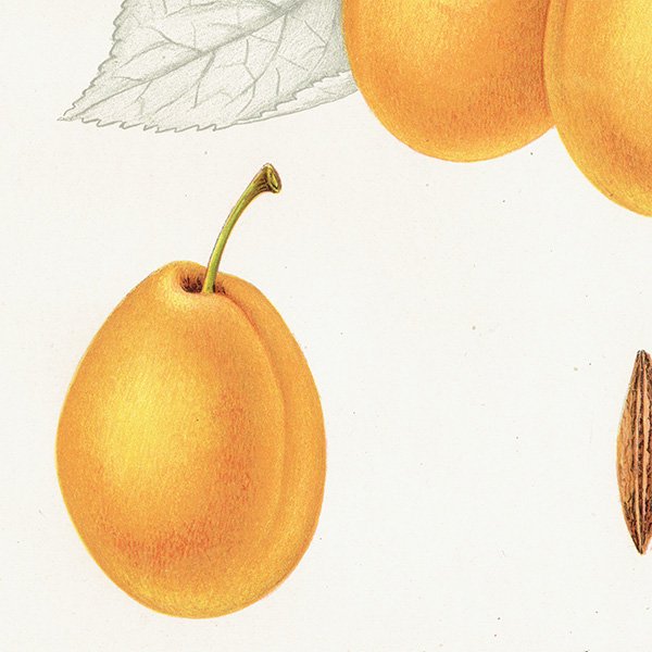 スウェーデン プラムのアンティーク ボタニカルアート（Plum）果実学 植物画 0500