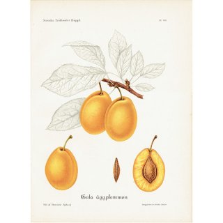 スウェーデン プラムのアンティークボタニカルプリント（Plum）果実学 植物画 0500
