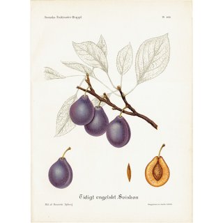 スウェーデン プラムのアンティークボタニカルプリント（Plum）果実学 植物画 0501