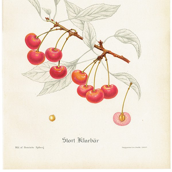 スウェーデン さくらんぼのアンティーク ボタニカルアート（チェリー）果実学 植物画 0502