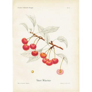 スウェーデン さくらんぼのアンティーク ボタニカルアート（チェリー）果実学 植物画 0502