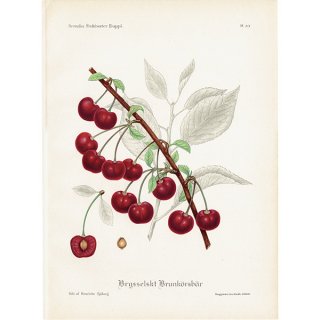 スウェーデン さくらんぼのアンティークボタニカルプリント（チェリー）果実学 植物画 0503