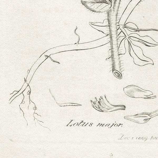 ꥹ ܥ˥륢/ʪ LOTUS MAJORʥͥӥߥ䥳. plate.1044,1839ǯ 0504