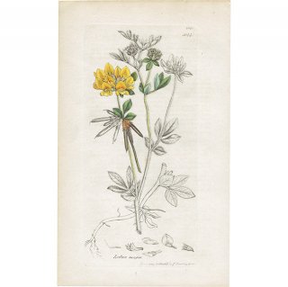 ꥹ ܥ˥륢/ʪ LOTUS MAJORʥͥӥߥ䥳. plate.1044,1839ǯ 0504